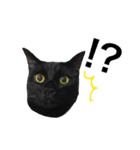 我が家ねこまみれ（個別スタンプ：5）