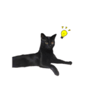 我が家ねこまみれ（個別スタンプ：6）