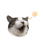 我が家ねこまみれ（個別スタンプ：7）