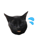 我が家ねこまみれ（個別スタンプ：8）