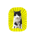 我が家ねこまみれ（個別スタンプ：9）