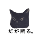 我が家ねこまみれ（個別スタンプ：10）