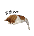我が家ねこまみれ（個別スタンプ：12）