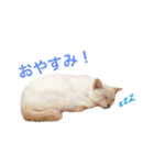 我が家ねこまみれ（個別スタンプ：13）
