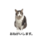 我が家ねこまみれ（個別スタンプ：14）