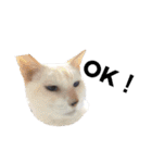 我が家ねこまみれ（個別スタンプ：15）