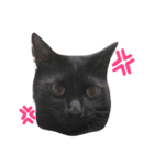 我が家ねこまみれ（個別スタンプ：16）