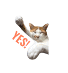 我が家ねこまみれ（個別スタンプ：17）