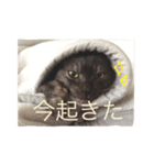 我が家ねこまみれ（個別スタンプ：18）