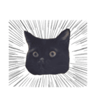 我が家ねこまみれ（個別スタンプ：19）