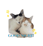 我が家ねこまみれ（個別スタンプ：20）