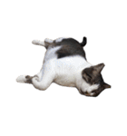 我が家ねこまみれ（個別スタンプ：21）
