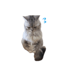 我が家ねこまみれ（個別スタンプ：22）