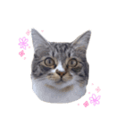 我が家ねこまみれ（個別スタンプ：23）