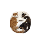 我が家ねこまみれ（個別スタンプ：24）