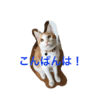 茶トラ白きなこの基本パック（個別スタンプ：3）