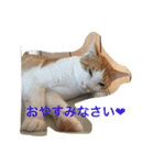 茶トラ白きなこの基本パック（個別スタンプ：4）