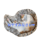 茶トラ白きなこの基本パック（個別スタンプ：5）