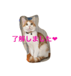 茶トラ白きなこの基本パック（個別スタンプ：7）