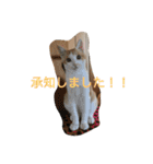 茶トラ白きなこの基本パック（個別スタンプ：10）