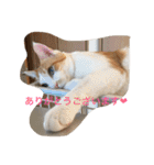 茶トラ白きなこの基本パック（個別スタンプ：11）