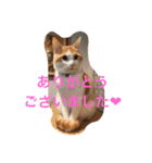 茶トラ白きなこの基本パック（個別スタンプ：12）