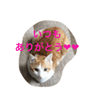 茶トラ白きなこの基本パック（個別スタンプ：13）