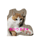 茶トラ白きなこの基本パック（個別スタンプ：14）
