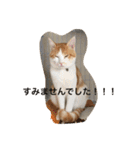 茶トラ白きなこの基本パック（個別スタンプ：15）