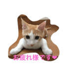 茶トラ白きなこの基本パック（個別スタンプ：21）