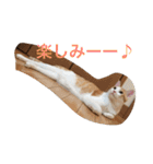茶トラ白きなこの基本パック（個別スタンプ：25）