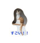 茶トラ白きなこの基本パック（個別スタンプ：30）