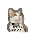 茶トラ白きなこの基本パック（個別スタンプ：32）