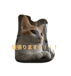 茶トラ白きなこの基本パック（個別スタンプ：33）