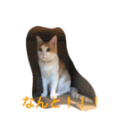 茶トラ白きなこの基本パック（個別スタンプ：35）