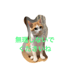 茶トラ白きなこの基本パック（個別スタンプ：36）
