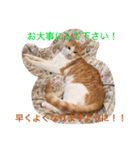 茶トラ白きなこの基本パック（個別スタンプ：37）