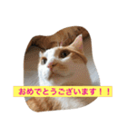 茶トラ白きなこの基本パック（個別スタンプ：38）