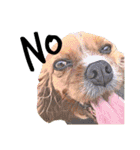 犬スター英語verー（個別スタンプ：17）