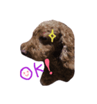まぬけな犬。（個別スタンプ：3）