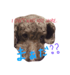 まぬけな犬。（個別スタンプ：8）