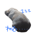 めめさま（個別スタンプ：4）