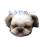 めめさま（個別スタンプ：5）