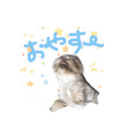 めめさま（個別スタンプ：8）
