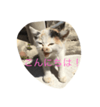 ネコ スタンプ（個別スタンプ：2）