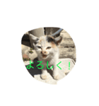 ネコ スタンプ（個別スタンプ：3）