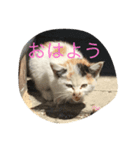 ネコ スタンプ（個別スタンプ：4）