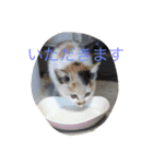 ネコ スタンプ（個別スタンプ：6）