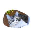 ネコ スタンプ（個別スタンプ：8）