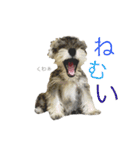 小町スタンプ（個別スタンプ：13）